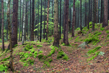  Mossy stones in coniferous forest