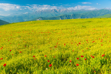 Beautiful poppy field blooming at the foot of high glaciers in the mountains of Armenia, summer landscape