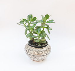 Retro midcentury design ceramic pot with baobab plant islated on white background
