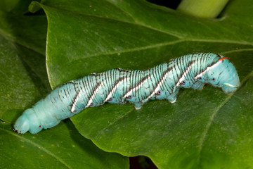 Carolina sphinx moth larva or Blue Hornworm