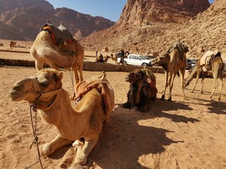 Jordan , Wadi Rum and Petra 