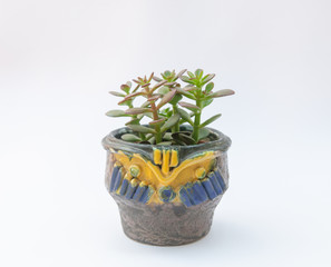 Retro midcentury ceramic pot with a succulent - pot with a man face and mustache