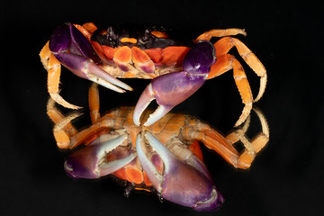Colorful Moon Crab (Gecarcinus quadratus)