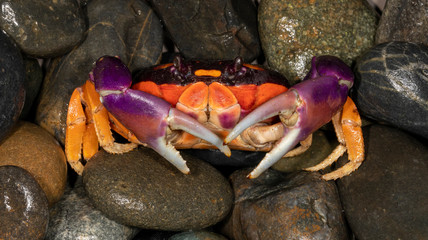 Colorful Moon Crab (Gecarcinus quadratus)
