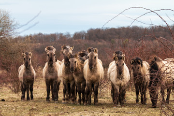 Koniks in der Thüringeti