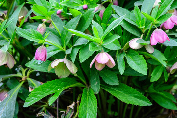 Close up of a large bush of fresh pink flowers of Hellebore plant, commonly known as winter rose, Christmas or Lenten rose, in a garden in a sunny spring day, photographed with soft focus