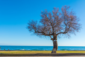 Fototapeta na wymiar tree isolated of Sitges in Barcelona, Catalonia, Spain.