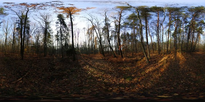 Sunny Autumn Forest HDRI Panorama