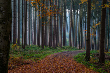 german wood with path..