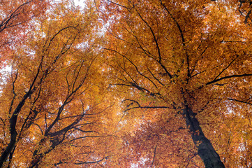autumn trees..