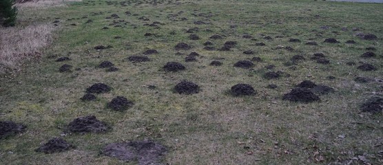 Lawn grass field destruction by mole hills, molehills. Moles built an underground tunnel system.