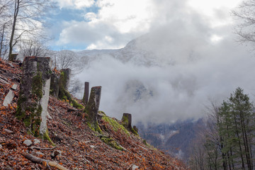 Tree stumps after deforestation on a hill in Styria region, Austria