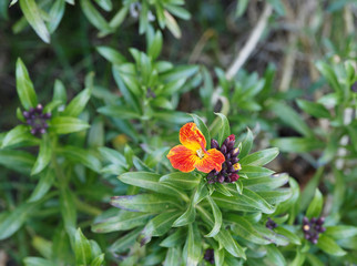 Goldlack (Erysimum cheiri). Sch&ouml;ne Bl&uuml;hpflanzen mit h&auml;ngenden Bl&auml;ttern, gelben und orangefarbenen leuchtenden Bl&uuml;tenk&ouml;pfen