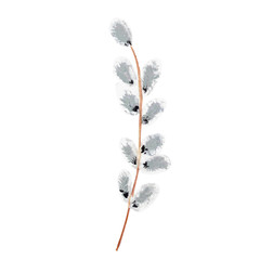 Watercolor gouache hand drawn illustration. Pussy willow branch isolated on white background.