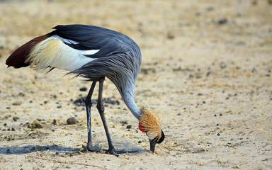 (Balearica regulorum) Grey Crested Crane with head down foraging in the gravel looking for small insects or bugs. They are an endangered species.  Hwange National Park, Zimbabwe.