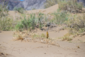 grass in the desert. dunes.