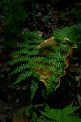 Pilze