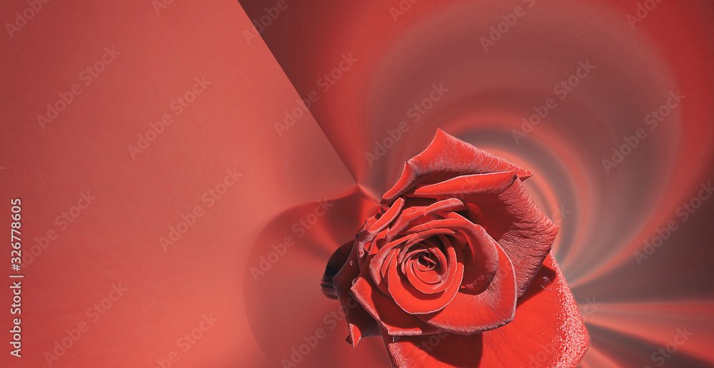 Poster simple design red large rose on a red abstract background