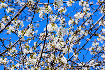 Close up of a branch with white cherry tree flowers in full bloom with blurred background in a garden in a sunny spring day, beautiful Japanese cherry blossoms floral background, sakura