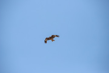 Falcon soars in the sky. bird in the clouds