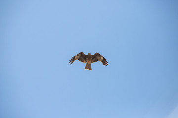 Falcon soars in the sky. bird in the clouds