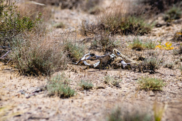 animal bones in the steppe