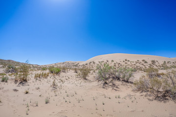 Fototapeta na wymiar grass in the desert. dunes.