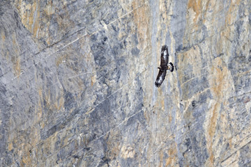  A golden eagle flying by in a distance with the Alps of Switzerland in the background.