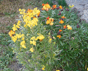 (Erysimum cheiri) Goldlack mit gelb, orangen, roten und auch braunen Blüten und schmal lanzettlich und behaart Blätter 