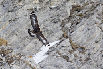 A golden eagle flying by with the Alps of Switzerland in the background.