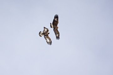 A couple of golden eagles flying at high altitude next to eachother in the Alps of Switzerland.