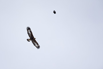 An adult golden eagle soaring at high altitude in front of a blue sky in the Swiss Alps.
