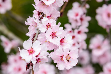 Close up of a branch with pink apricot tree flowers in full bloom with blurred background in a garden in a sunny spring day, beautiful outdoor floral background, sakura