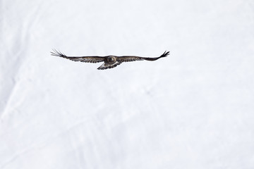  A golden eagle flying with the snow of the Alps of Switzerland in the background.