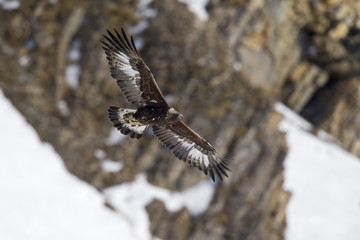 A golden eagle flying by with the Alps of Switzerland in the background.