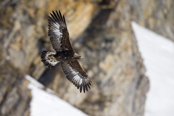 A golden eagle flying by with the Alps of Switzerland in the background.