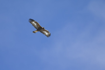 An adult golden eagle soaring at high altitude in front of a blue sky in the Swiss Alps.	