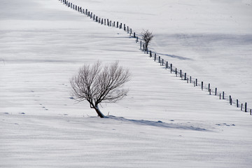 Zimowe pastwiska - obrazy, fototapety, plakaty