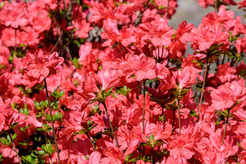 Bush of delicate pink flowers of azalea or Rhododendron plant in a sunny spring Japanese garden, beautiful outdoor floral background