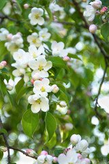 Fototapeta premium Spring flowers blossom background. Beautiful nature scene with blooming tree.