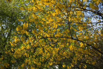 Yellow flowers of bush Forsythia in spring bloom