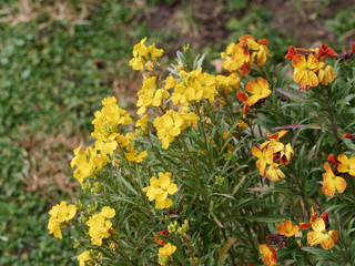 Fototapeta premium (Erysimum cheiri) Goldlack mit gelb, orangen, roten und auch braunen Blüten und schmal lanzettlich und behaart Blätter 