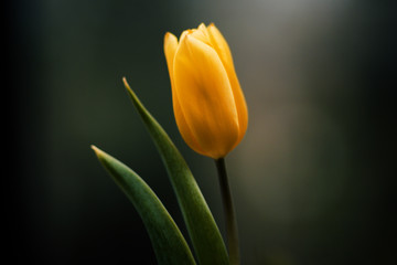 Naklejka premium Flower