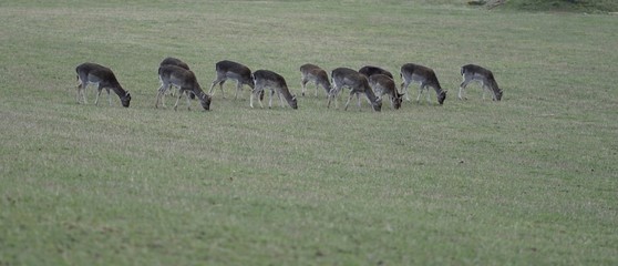  A herd of grazing red deer  