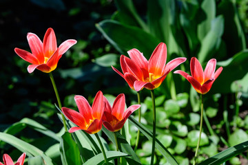 Close up of many delicate red tulips in full bloom and blurred green grass in a sunny spring garden, beautiful  outdoor floral background