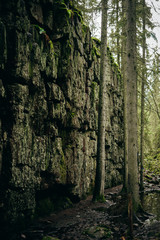 Trees next to a big stone wall. Stone wall in the forrest. Mountainside.