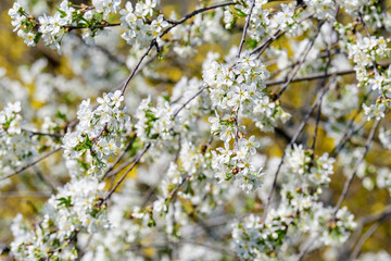 Close up of a branch with white cherry tree flowers in full bloom with blurred background in a garden in a sunny spring day, beautiful Japanese cherry blossoms floral background, sakura
