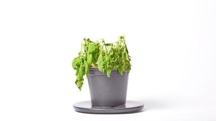Basil in pot timelapse of decaying, drying out, dying left unattended