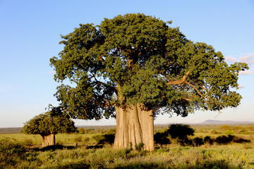 Baobab Tree in Tanzania