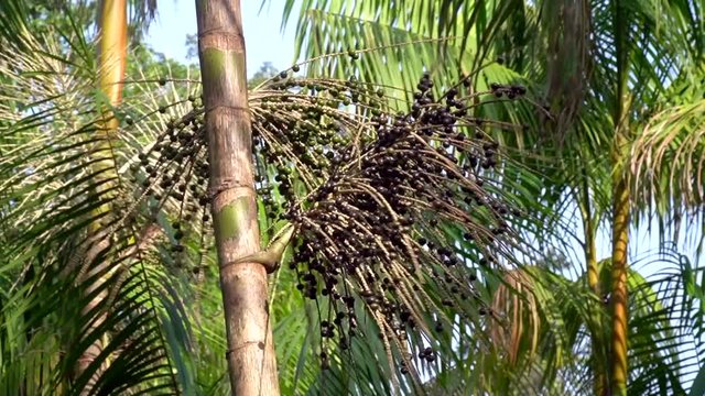 Beautiful bunch of ripe acai berries on palm tree in the amazon rainforest. Concept of nature, agriculture, food, environment, conservation, climate change, sustainability and work.